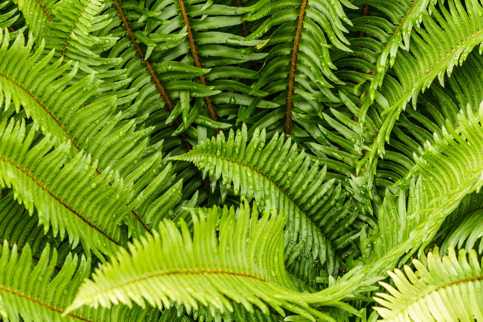WESTERN SWORD FERN, 2000 (SEEDS)*, SPORE LARGE 3’X3’+, VERY HARDY TO -4 F.