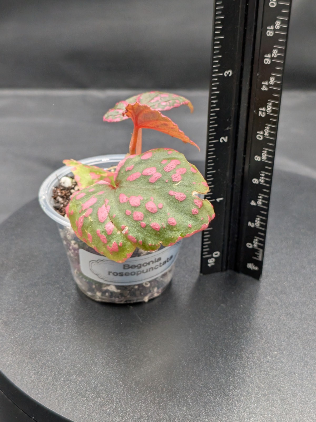 🦄Begonia Sp. Roseopunctata- SMALL, lightly Rooted- Terrarium, High Humidity