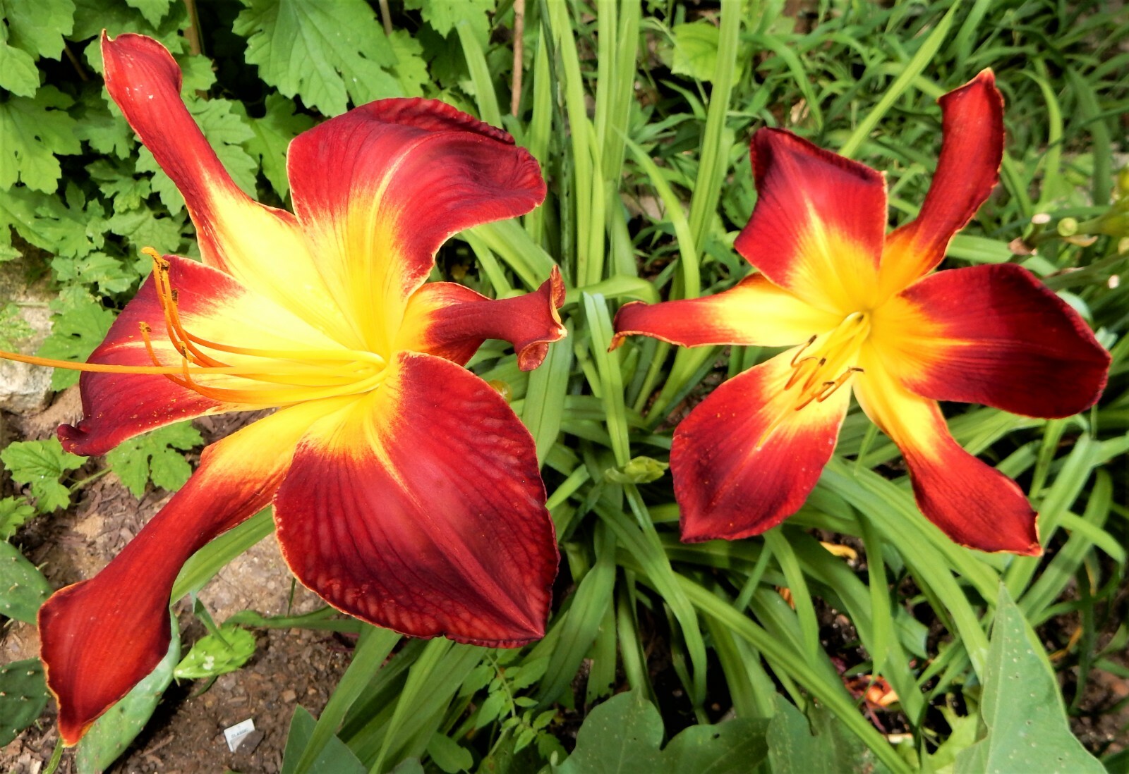 Hemerocallis “RUBY SPIDER” Daylily – Perennial – 2 Plants