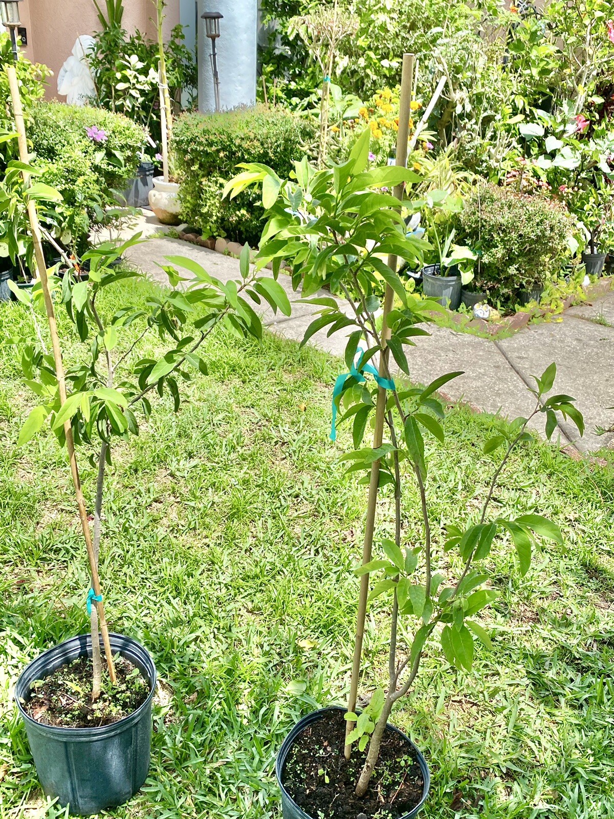 Sugar Apple/ Custard Apple tree 3ft to 4ft trees. nice and healthy.