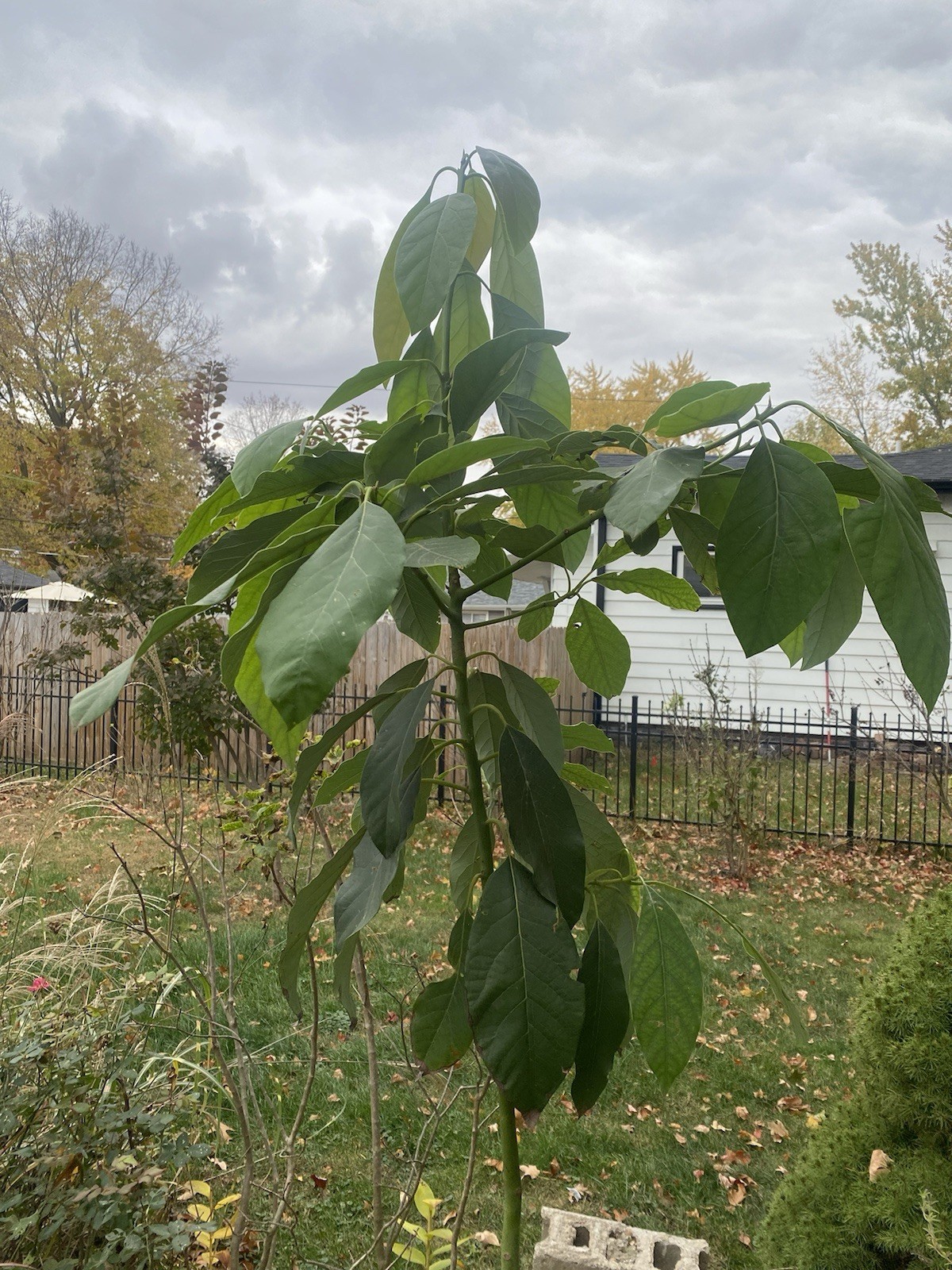 Hass Avocado Tree Live Persea Americana Bearing Edible Fruit Plant 4 Feet Tall