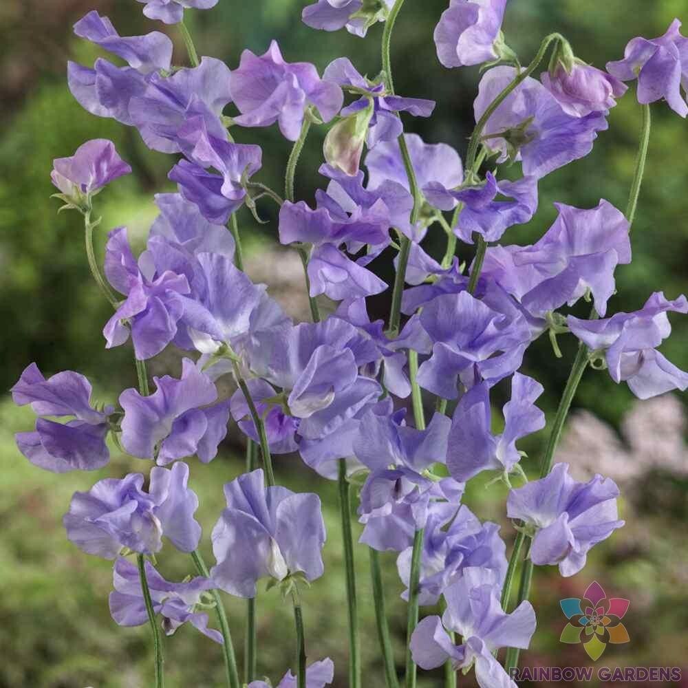 50+ Royal Lavender Sweet Pea Seeds for Garden Planting – USA – FREE SHIPPING!
