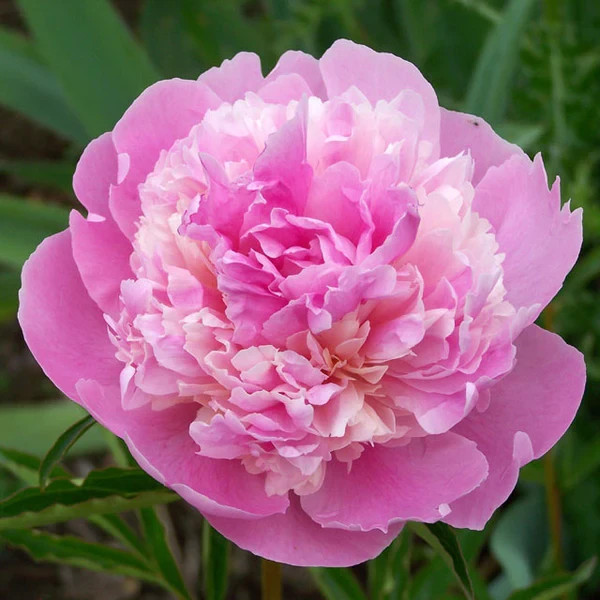 Sorbet Peony Bareroot Perennial Stunning Fragrant Blooms Flowering Plants Live!