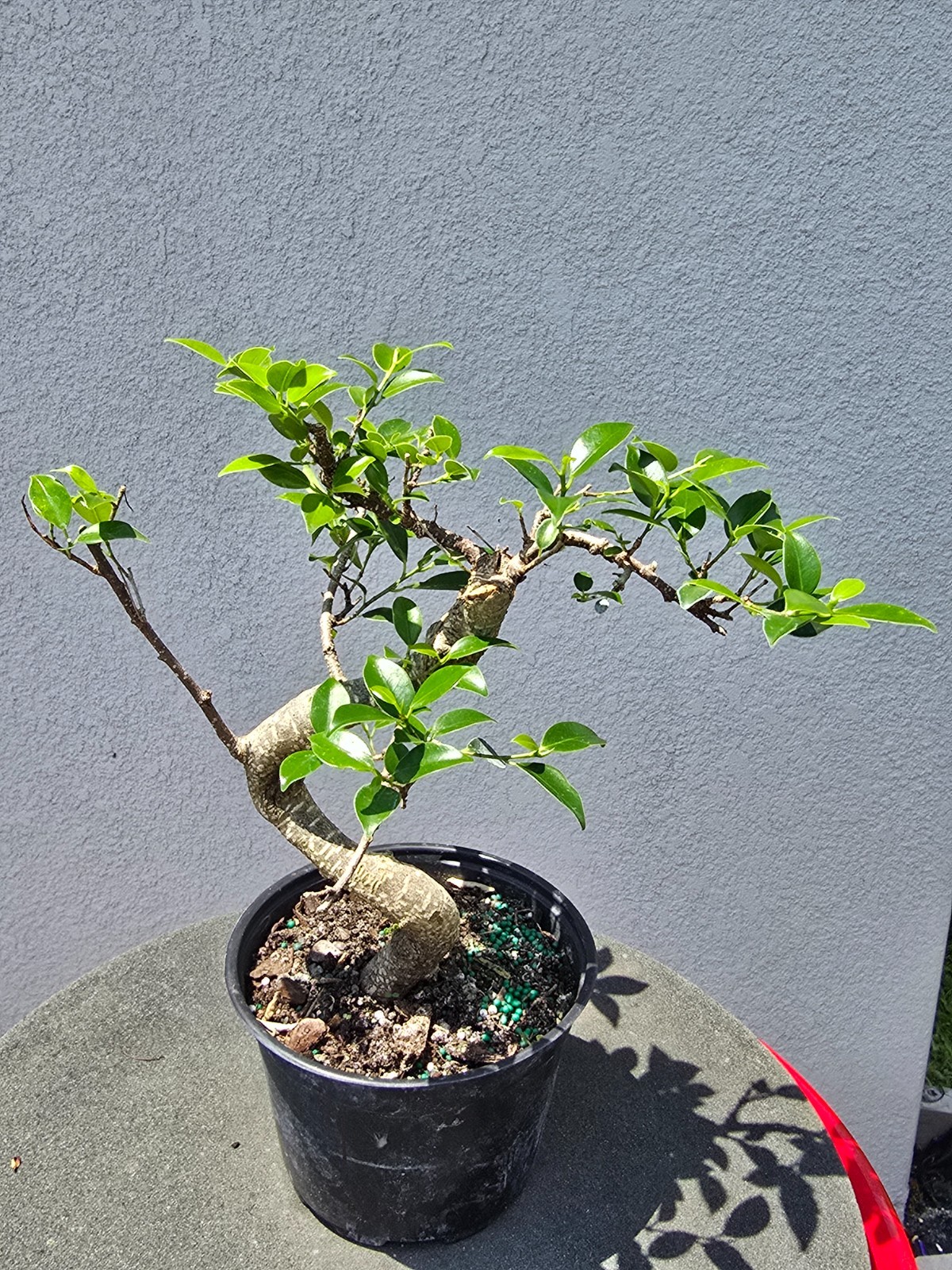 Tiger bark ficus pre bonsai medium #1