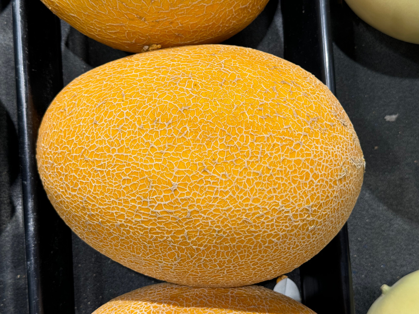 20 F1 Hybrid Giant Ananas Melon Seeds 10 Pound Giant Melon – Unmatched Sweetness