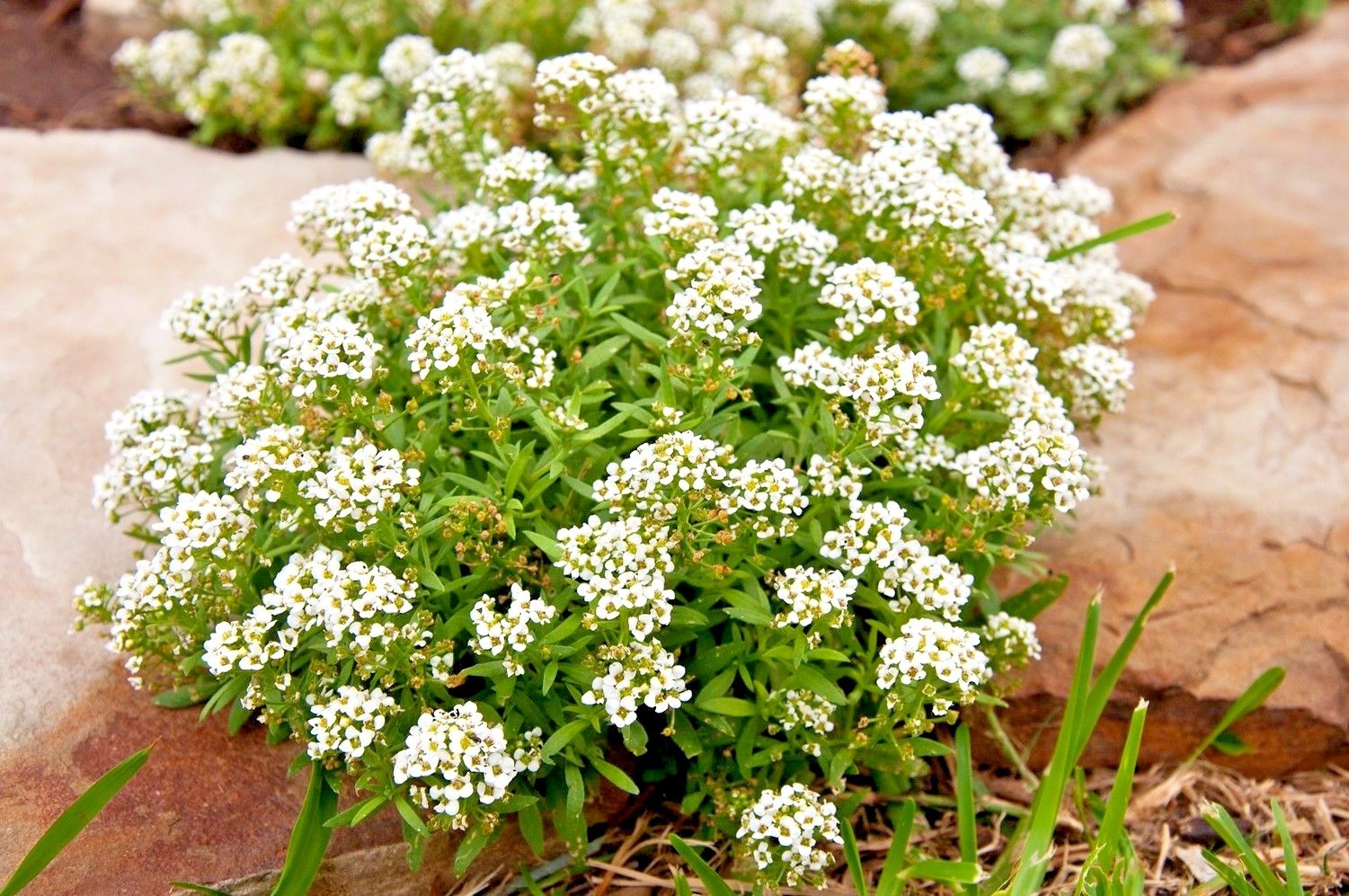 1501+TALL SWEET ALYSSUM Flower Seeds Drought Heat Groundcover Container Easy