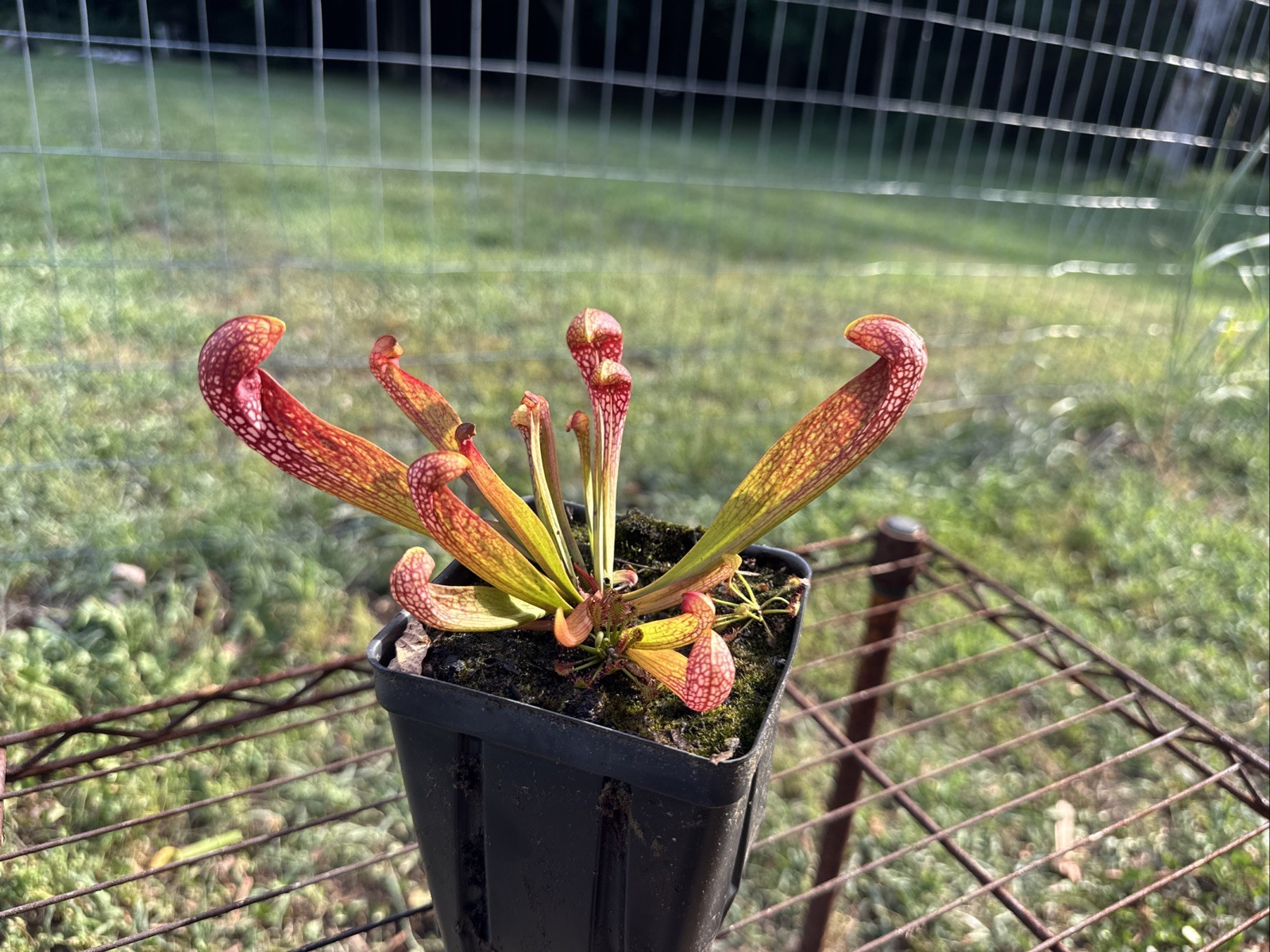 SARRACENIA X FORMOSA “NASSAU CO, FL”. RARE. 4-6” SIZE