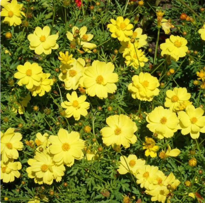 Cosmos DWARF LEMON Colorful Cut Flower Summer Blooms Warm Non-GMO 100 Seeds