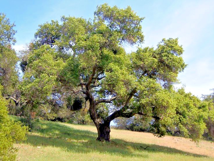 Quercus Agrifolia California Coast Live Oak 2 Live 4-6” Large Trees or Bonsai