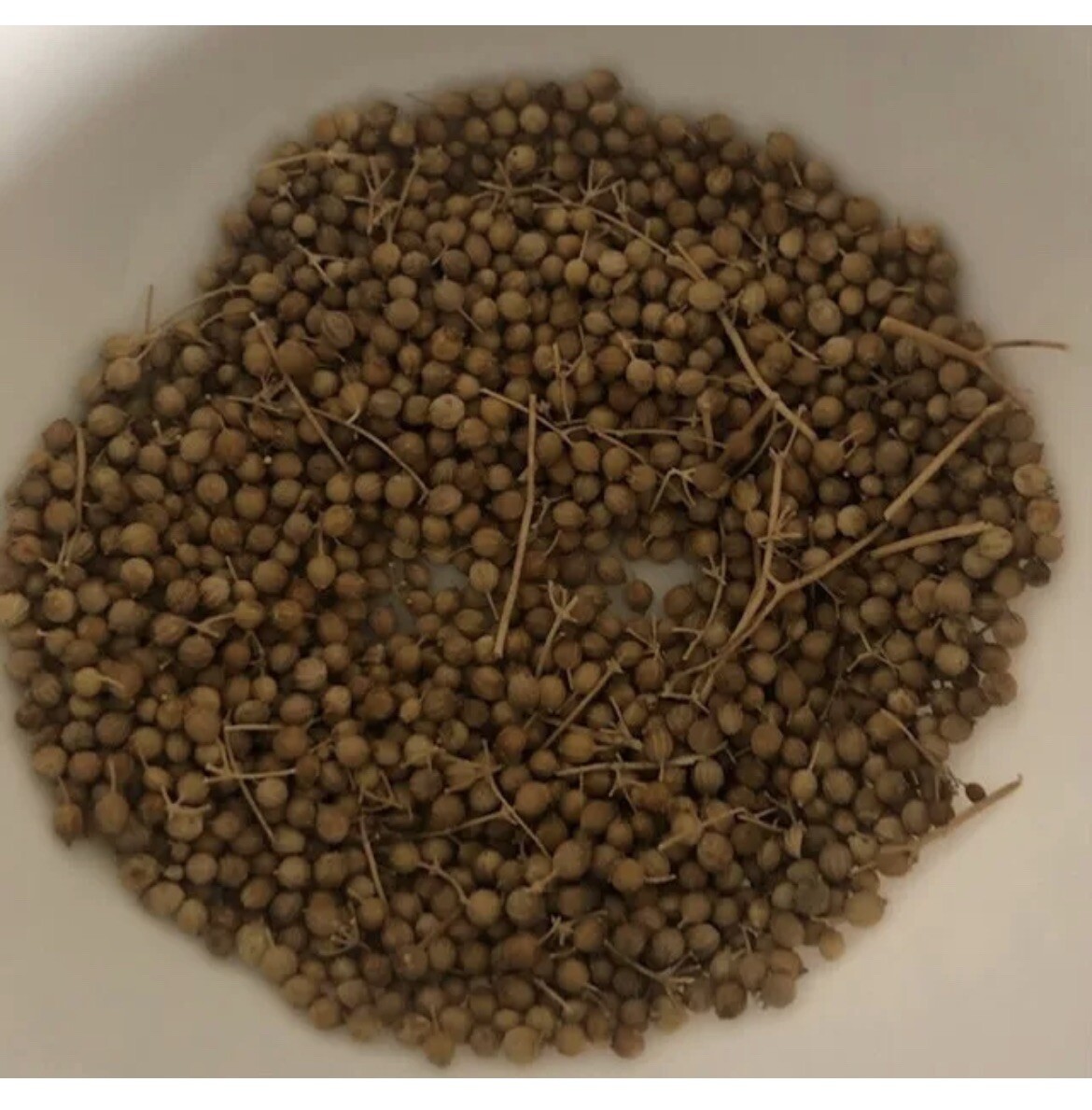 600 Asia Cilantro Seeds |Coriander Seeds( hột ngò rí mùi thơm giống Vietnam) 650