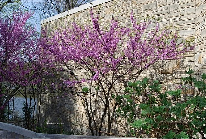 Eastern Redbud Live Plant – 6-12″ – 1qt Pot – Rosy Pink Flowers – Zones 4-9