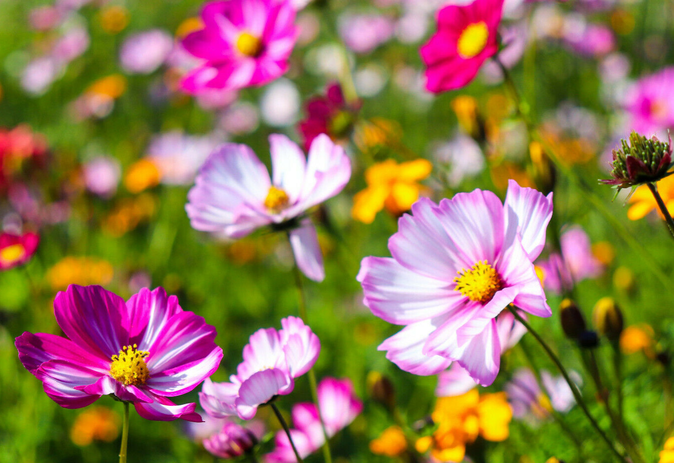 COSMOS MIX 100 SEEDS, yellow, orange, double, seashell, purple, white, pink…
