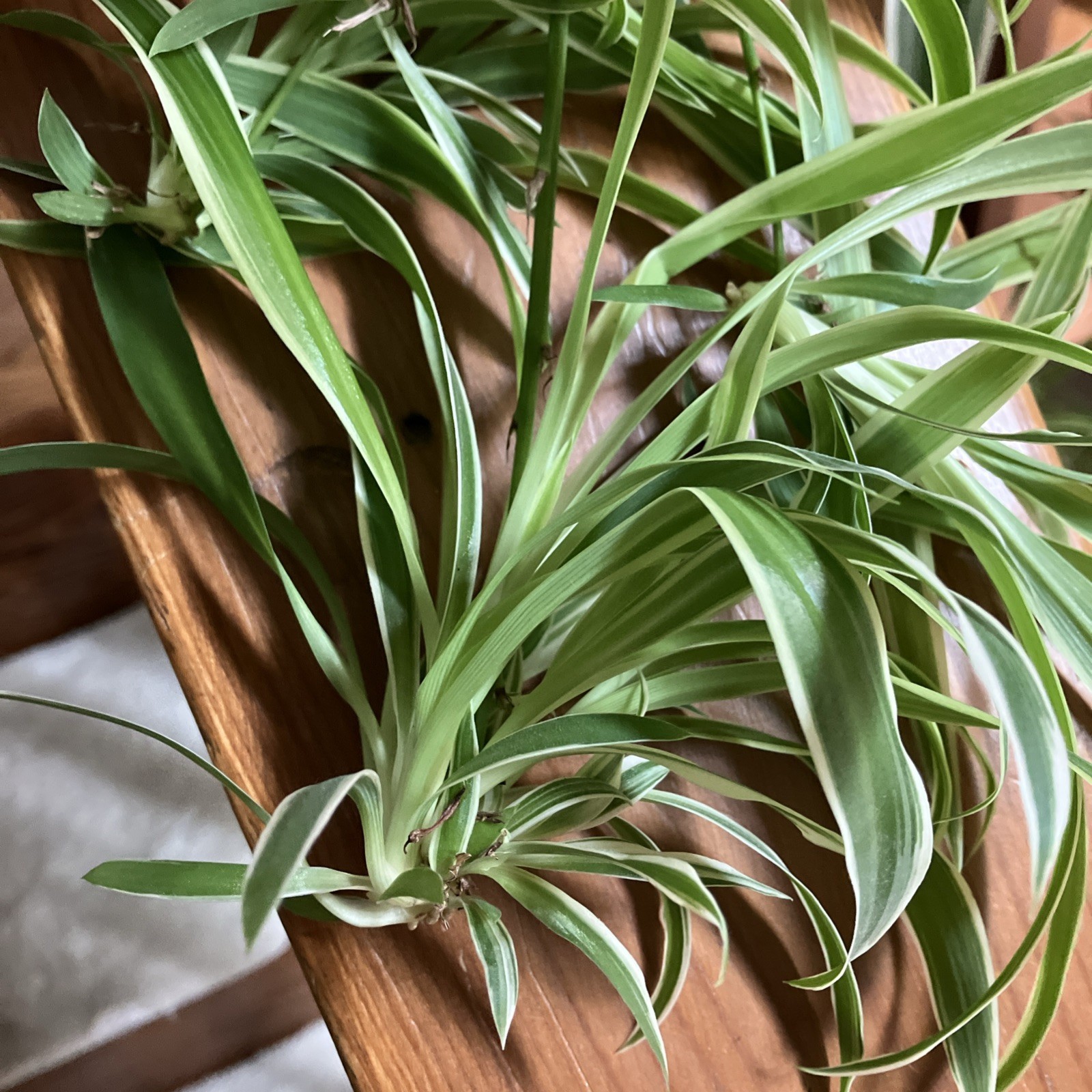 Spider Plant 10 Ready to Root Babies Easy Care Cleans Indoor Air