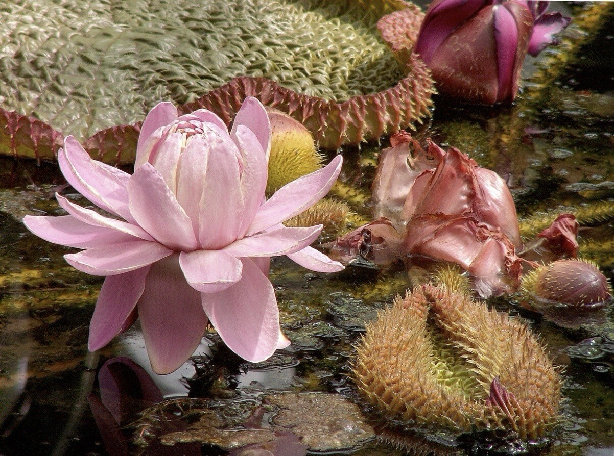 Houttuynia Cordata Fish Mint Charmeleon 10 Plants Great For Ponds (Bare Root)