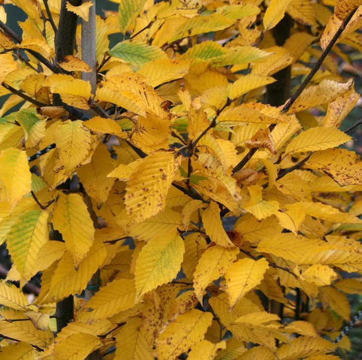 2 Live American Hornbeam Plant – 12” Tall – 4” Pot – Native Shade Tree
