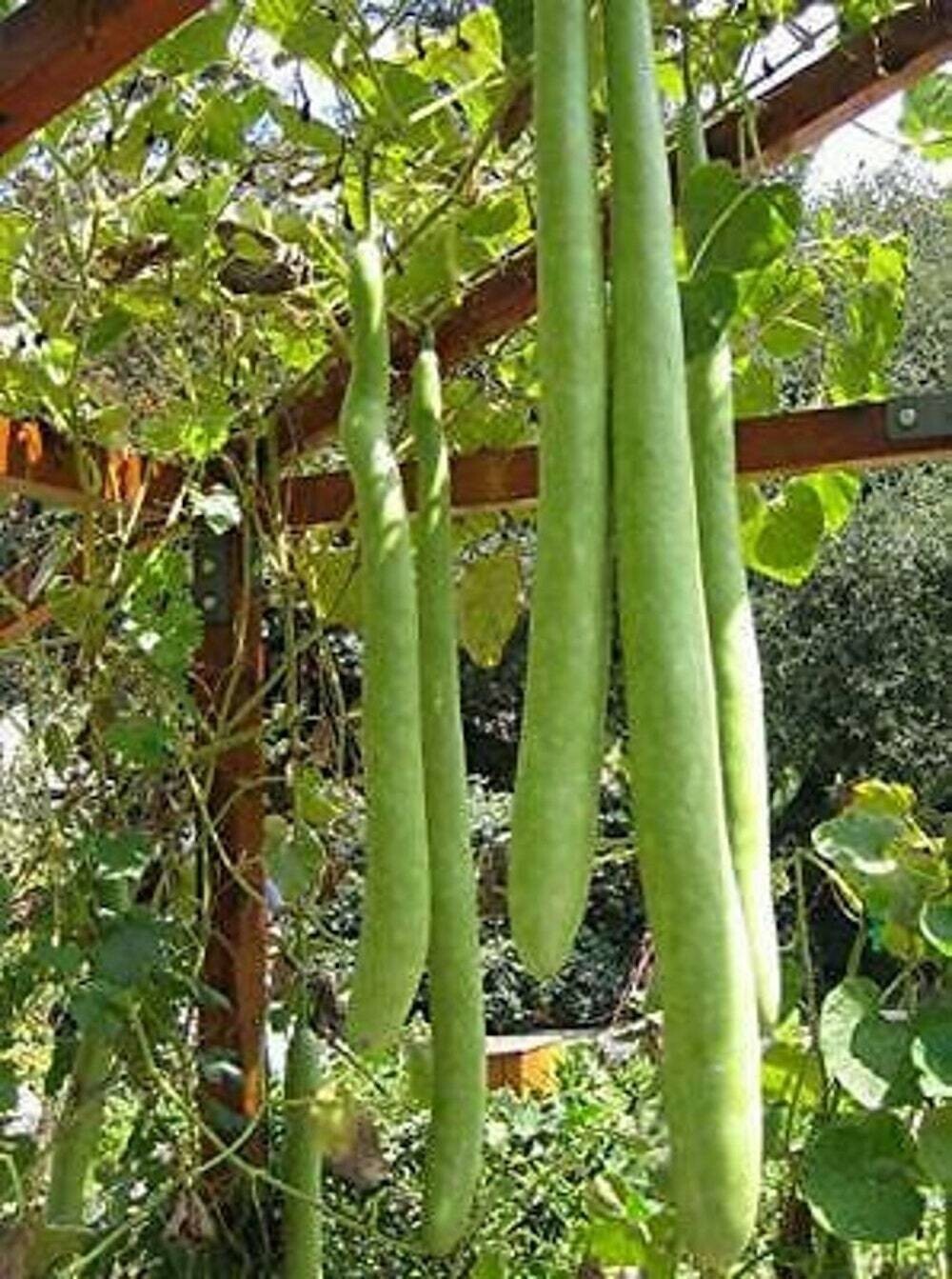 Snake Gourd Seeds, Lagenaria siceraria Bottle Gourd Seeds, 10 -20 hột bầu 2025