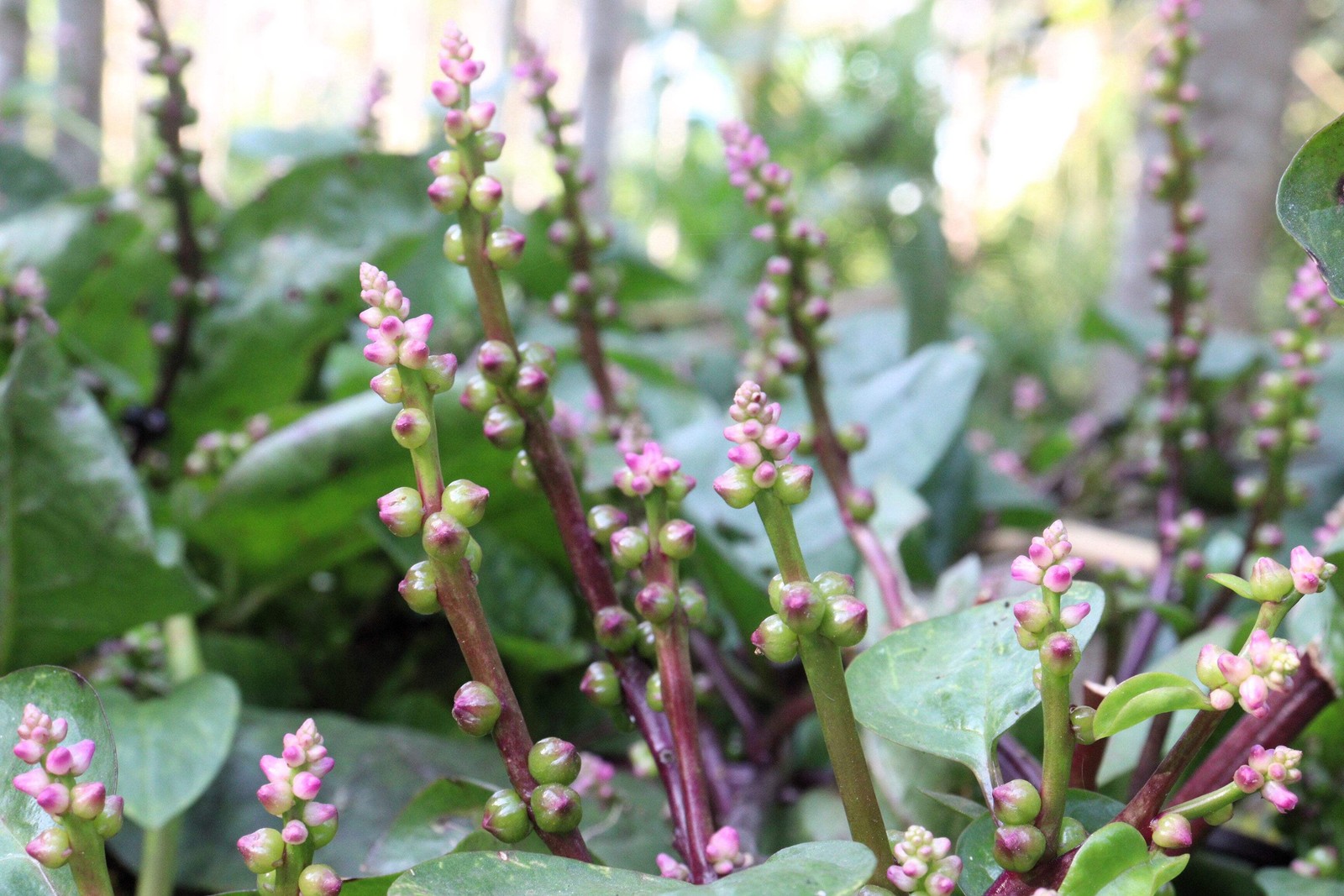 50 RED Stem MALABAR SPINACH Red Vine Ceylon Basella Alba Rubra Vegetable Seeds