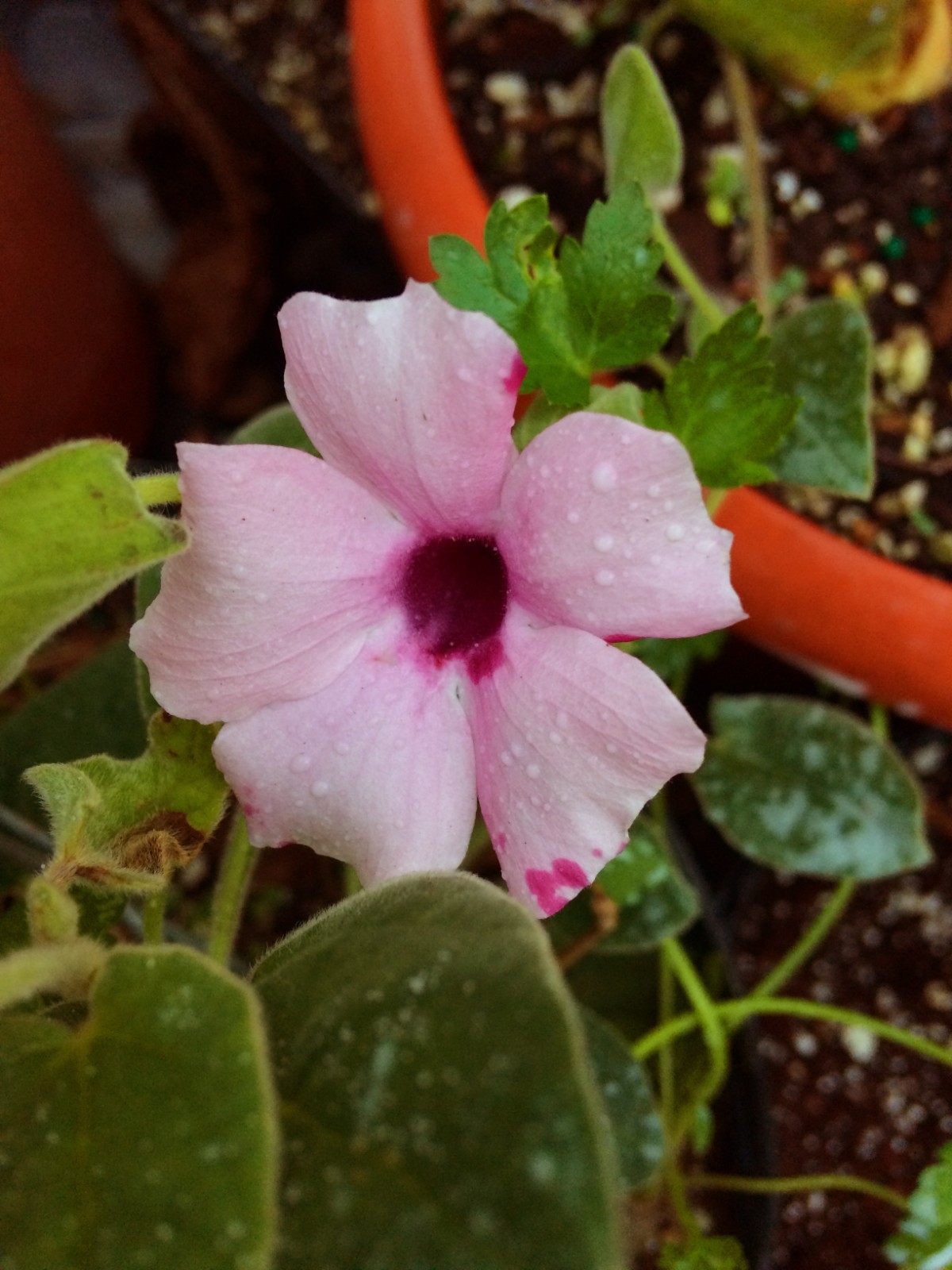 Thunbergia alata Raspberry Smoothie quart Plant