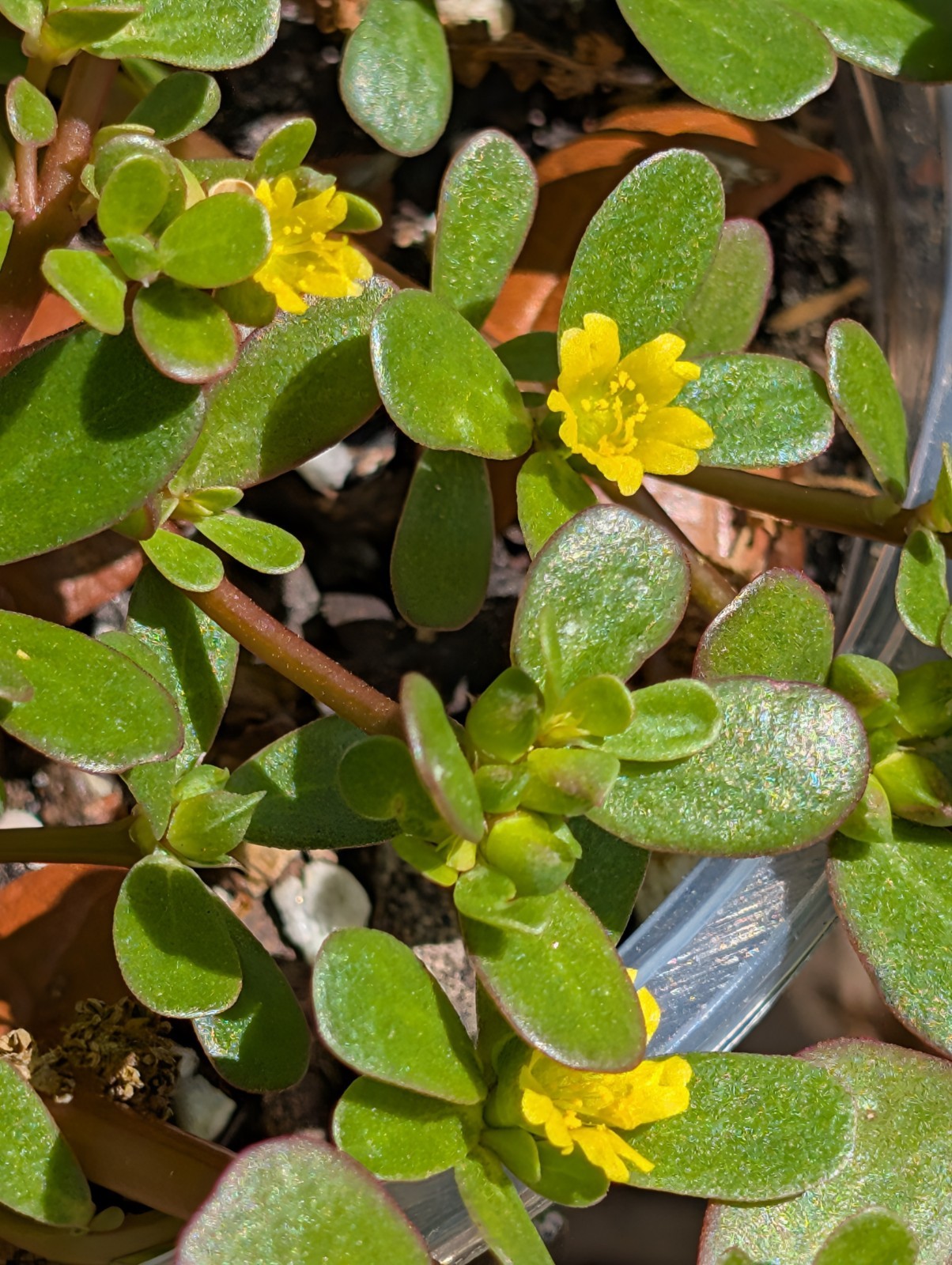 5 x Portulaca Oleracea Live Rooted PlantsYellow Flowers Groundcover Purslane