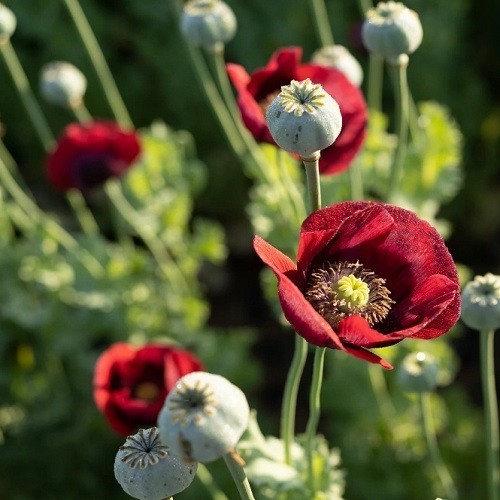 English Maroon Poppy Seeds XL Dark Red Flowers Stratified Genuine P Somniferum