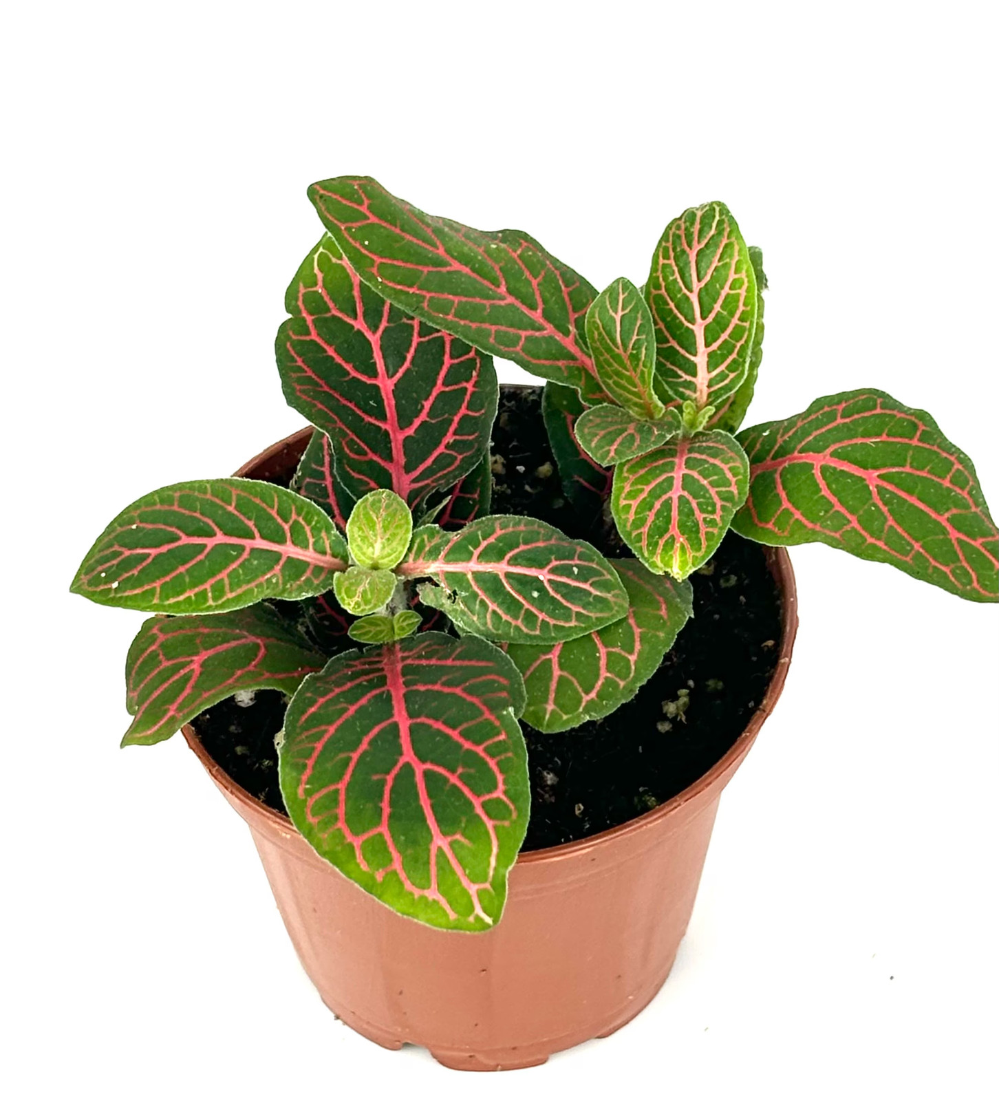 Red Nerve Plant Fittonia Live Potted House Plants Air Purifying
