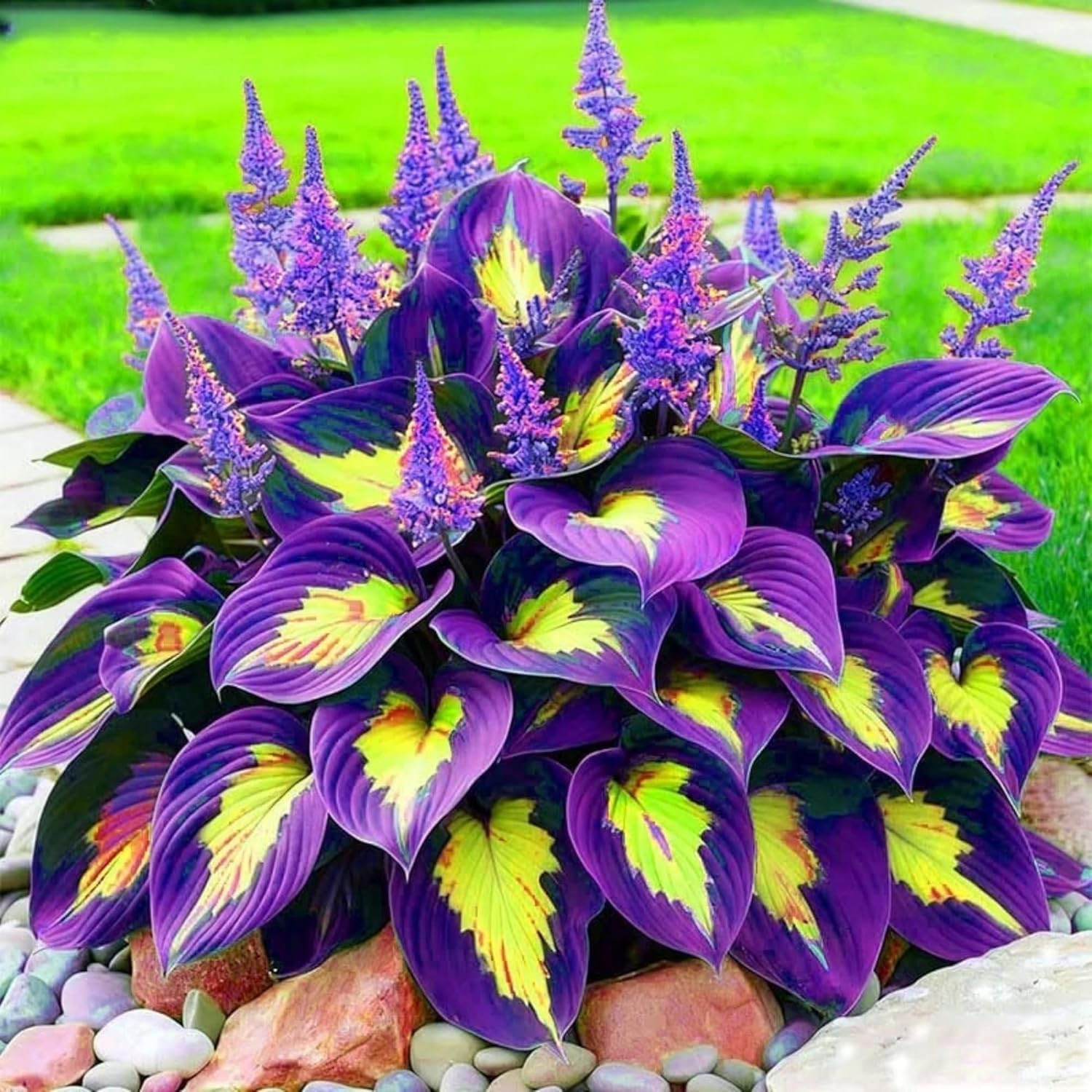 280+ Hosta Seeds for Planting Perennial Heart-Shaped Hosta Bare Roots – Rich Fol