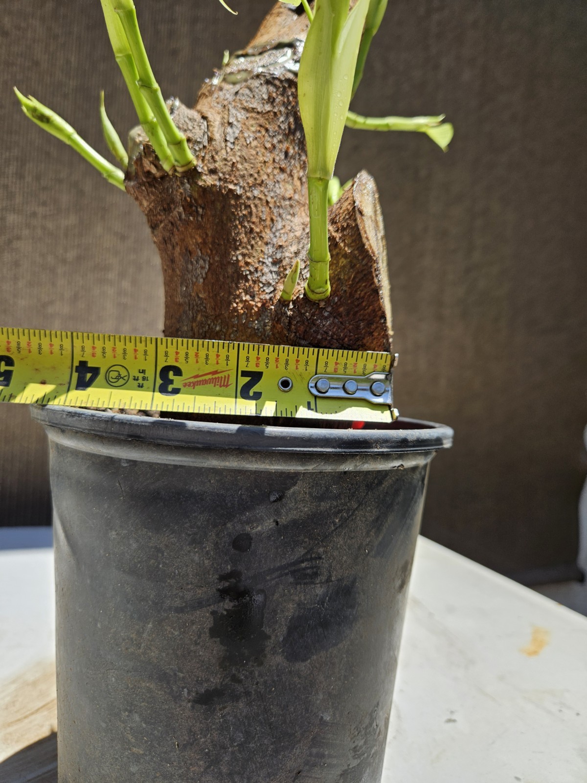 Ficus religiosa ( Sacred fig Cây Bồ Đề) Bonsai Tree,,,, sale