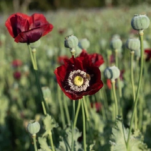 English Maroon Poppy Seeds XL Dark Red Flowers Stratified Genuine P Somniferum