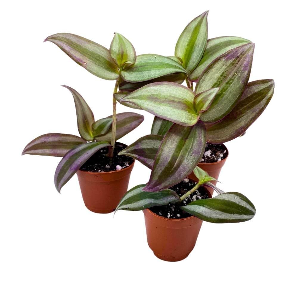 Tradescantia Silver Zebrina 2 inch Set of 3 Grey Wandering Dude pendula Spiderwo