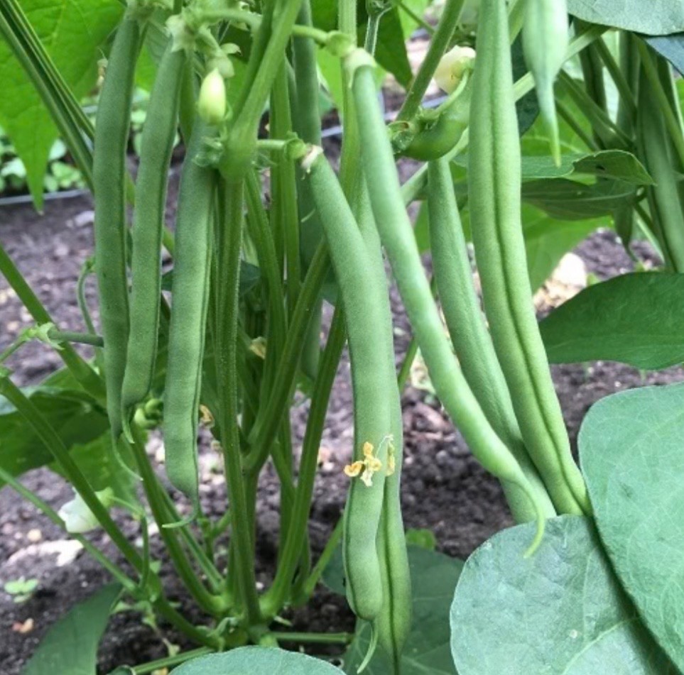 Tendergreen Improved Stringless Bush Bean – Fresh Seeds – NonGMO, USA Seller