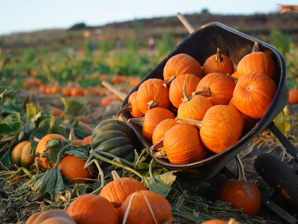 Jack-Be-Little and Wee-B-Little Mix Pumpkin Seeds | Mini Orange Untreated 2024