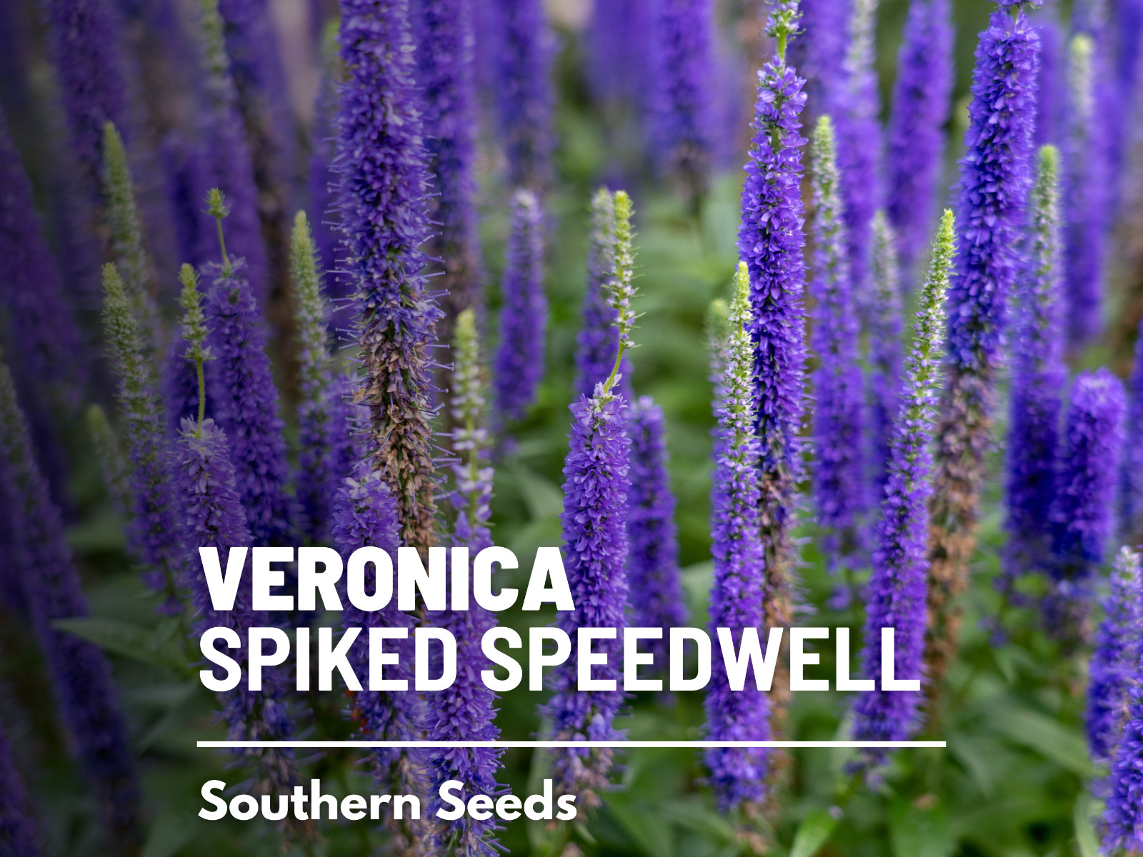 Veronica (Spiked Speedwell) – 50 Seeds (Veronica spicata)