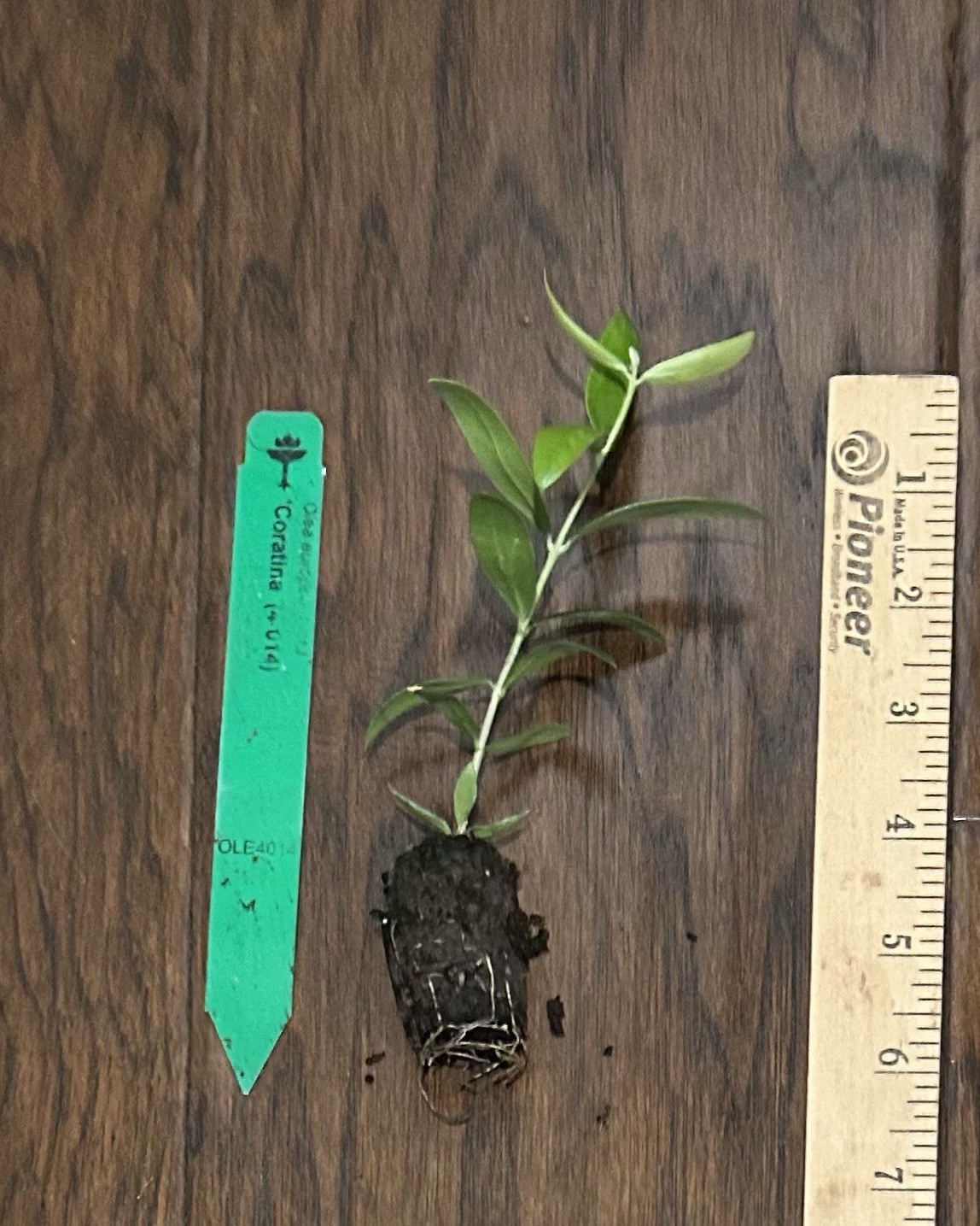 Coratina Olive Tree (Olea europaea) 1 Live TC Plant/Plug –3-6 inches – Edible!