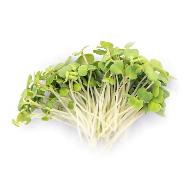 3-pack combo Savory/Spicy Powerhouse Microgreens seeds non-GMO (2.5oz. pack ea.)