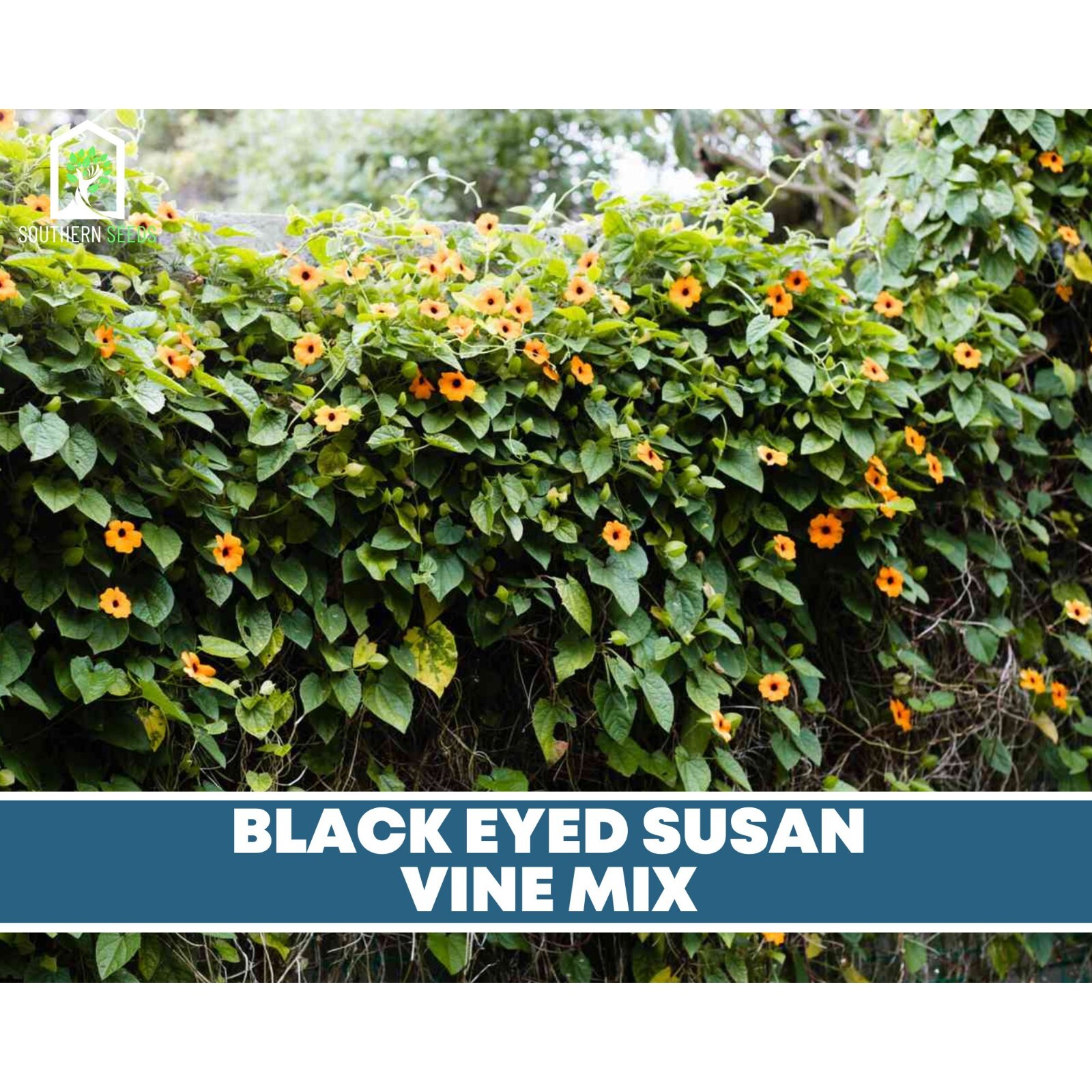Black-Eyed Susan, VINE mix – Heirloom Seeds – Non GMO (Thunbergia alata)