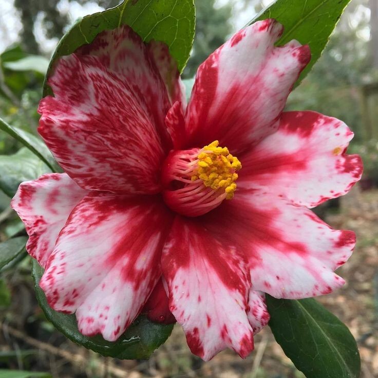 Vulcan Variegared~~Unique Bloom**Camellia Japonica-Live Starter Plant
