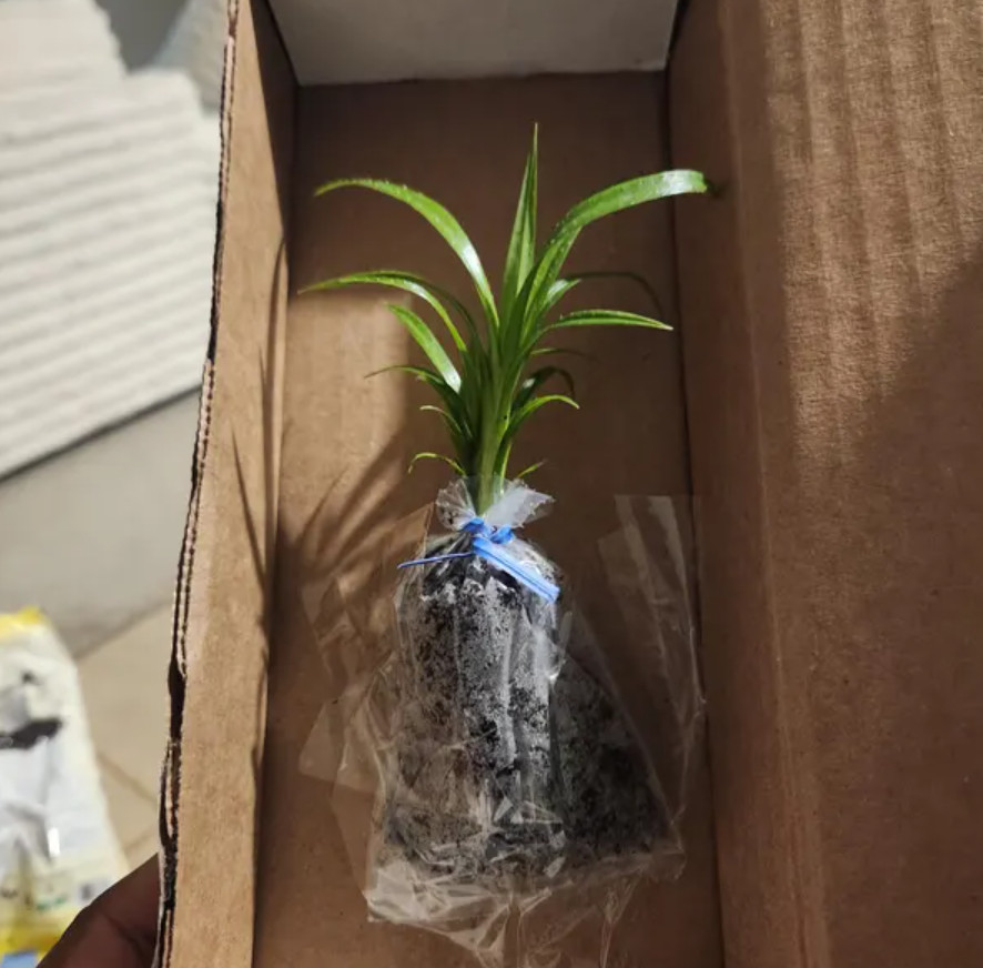 2 Live Pandan Plants, Aromatic Tropical Culinary Plant, 3–6″ Tall, Ship No Pot