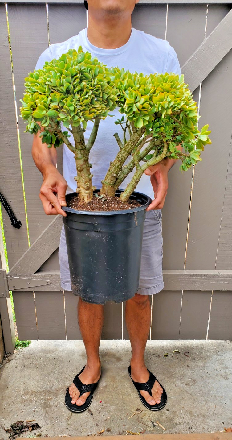 Crassula Arborescens Ripple Jade Succulent Great for Bonsai -A