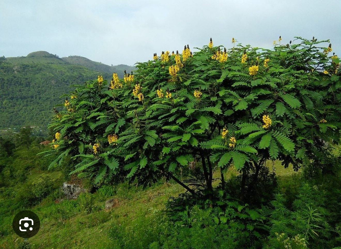 Popcorn Cassia Senna didymotbotrya Plant~Small Starter Plant~SMELLS LIKE POPCORN