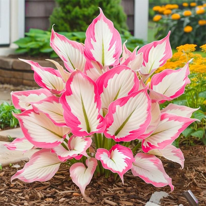 Mix Hosta Seeds-215Pcs Perennial Flower Seeds for Planting in Your Home…