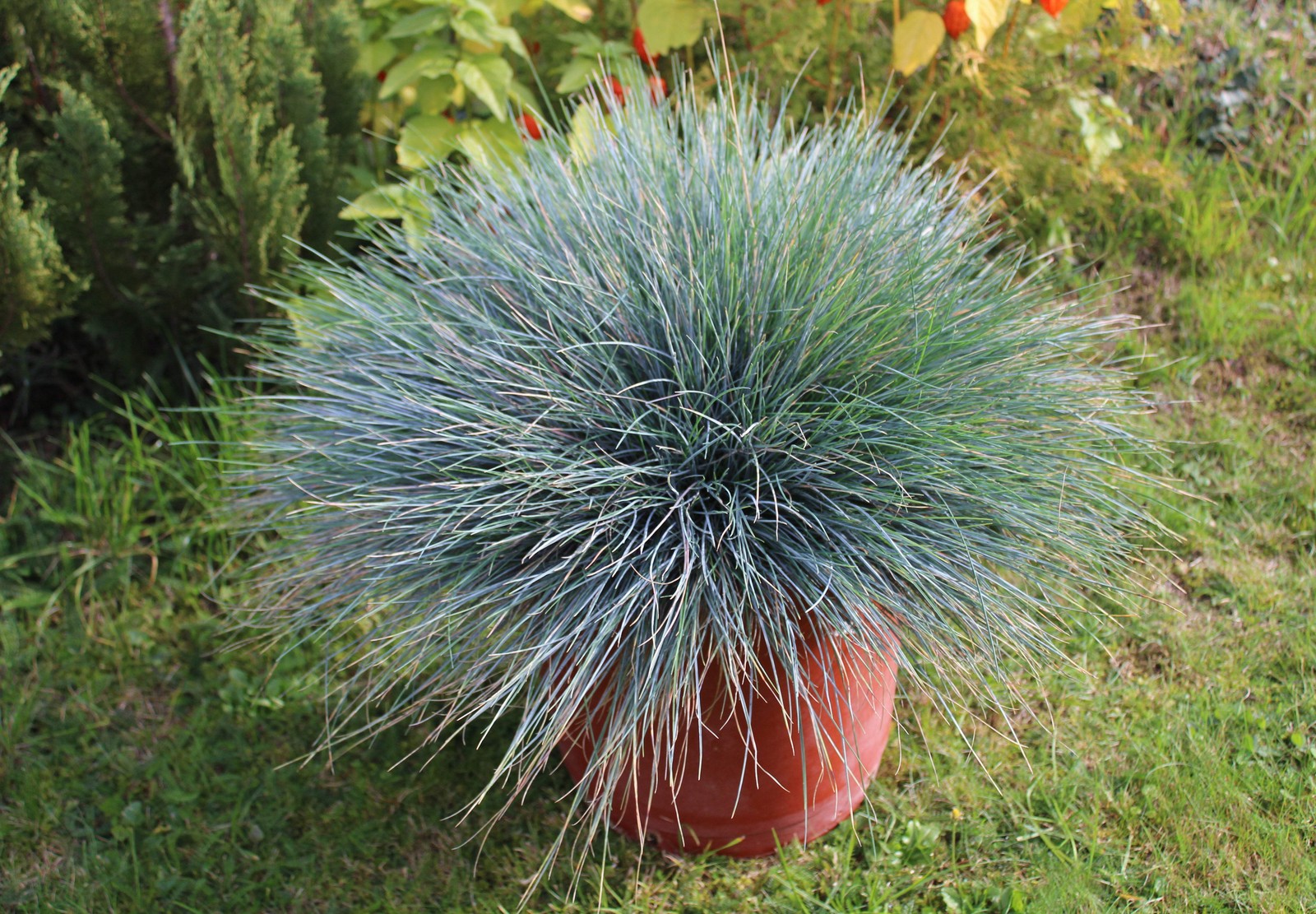 100 BLUE Sheeps FESCUE GRASS Fesnea Ovina Glauca Cinerea Seeds