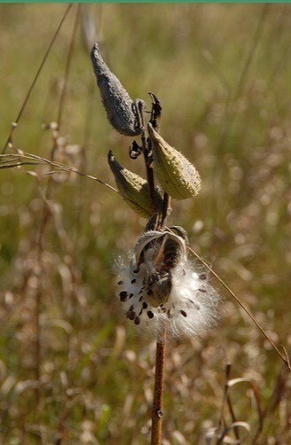 100 Common Milkweed Seeds Asclepias syriaca Attract Monarch Butterflies