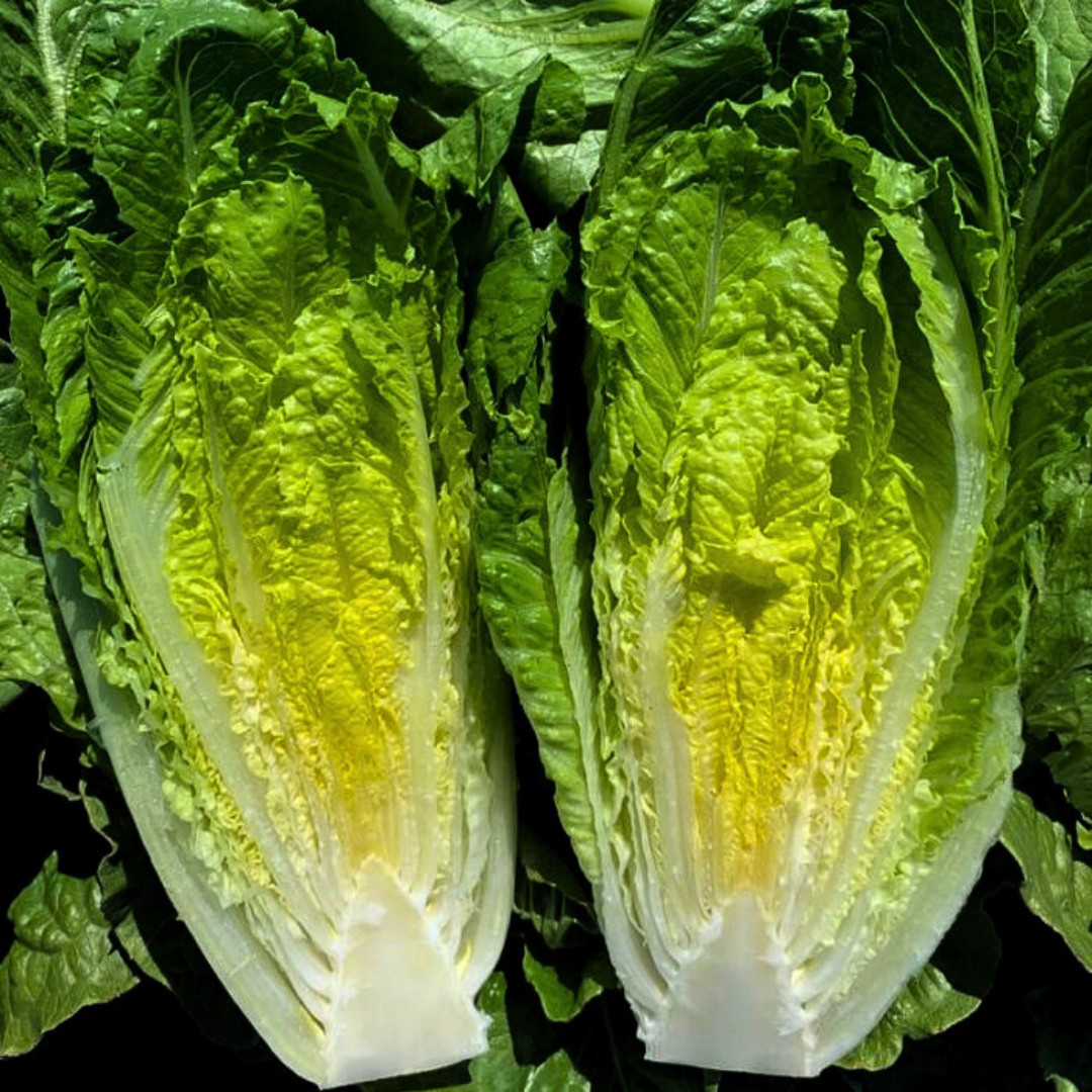 Fresh Crisp Giant Caesar Romaine Lettuce Seeds| Heirloom Non-GMO | Vegetables