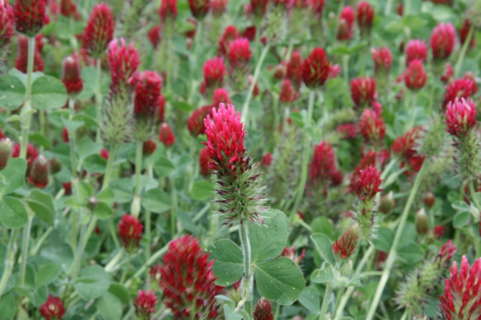 Crimson Clover Cover Crop Seeds For Planting – NON-GMO – Heirloom – Inoculated