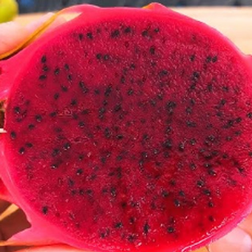 Sin Espinas Dragon Fruit STARTER