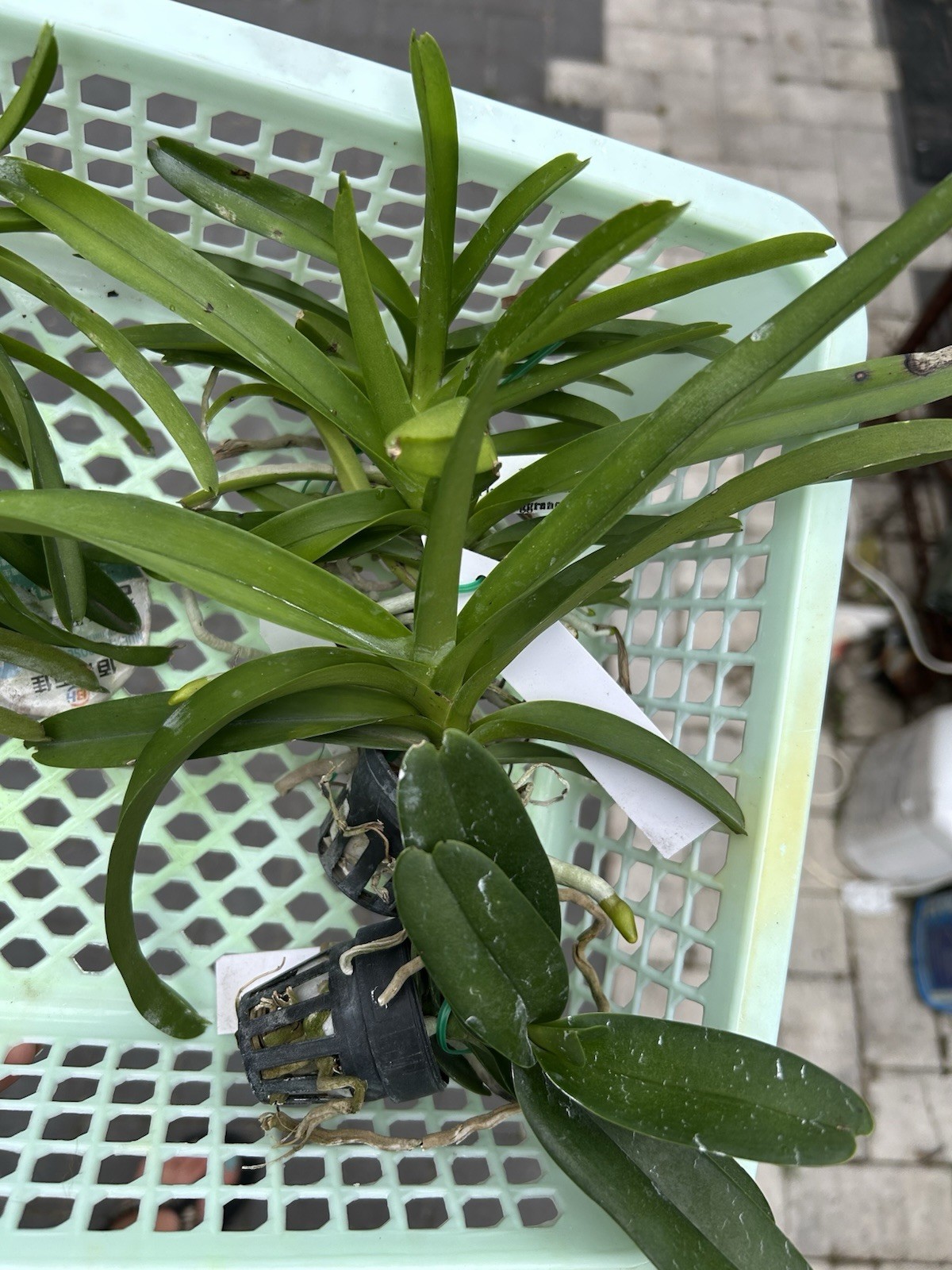 4 Different Vanda Seedling Package, Orchids See Description Hybrids