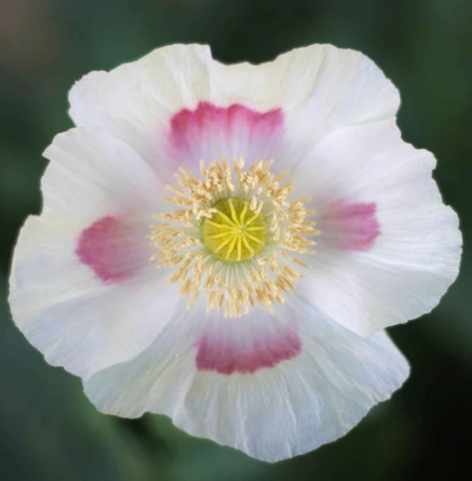 500+ Blue Moon Poppy Seeds **Fresh Seeds** ~~Free Shipping~~