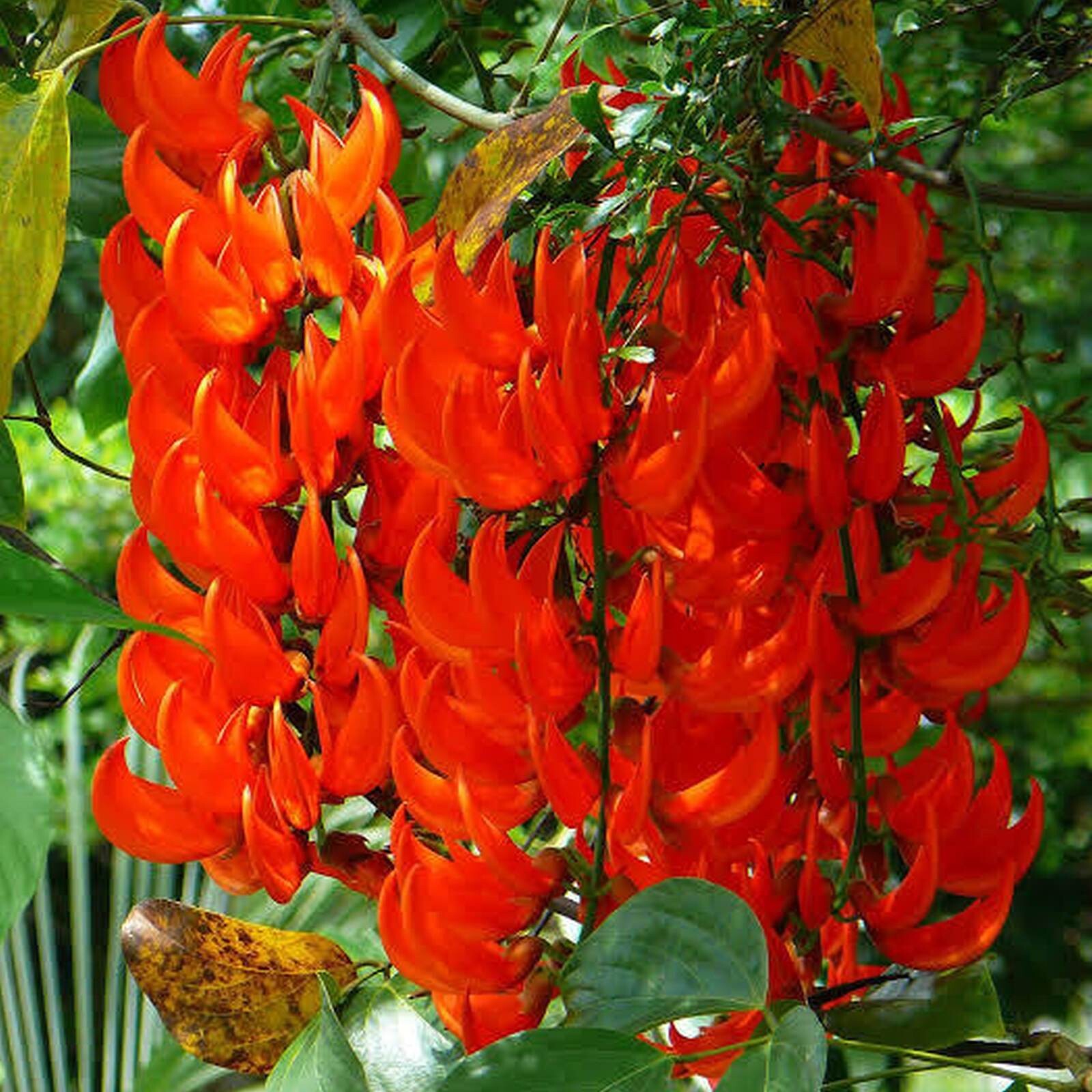 Rare Brazilian Red Jade Vine (Camptosemma grandiflora)-3 cuttings
