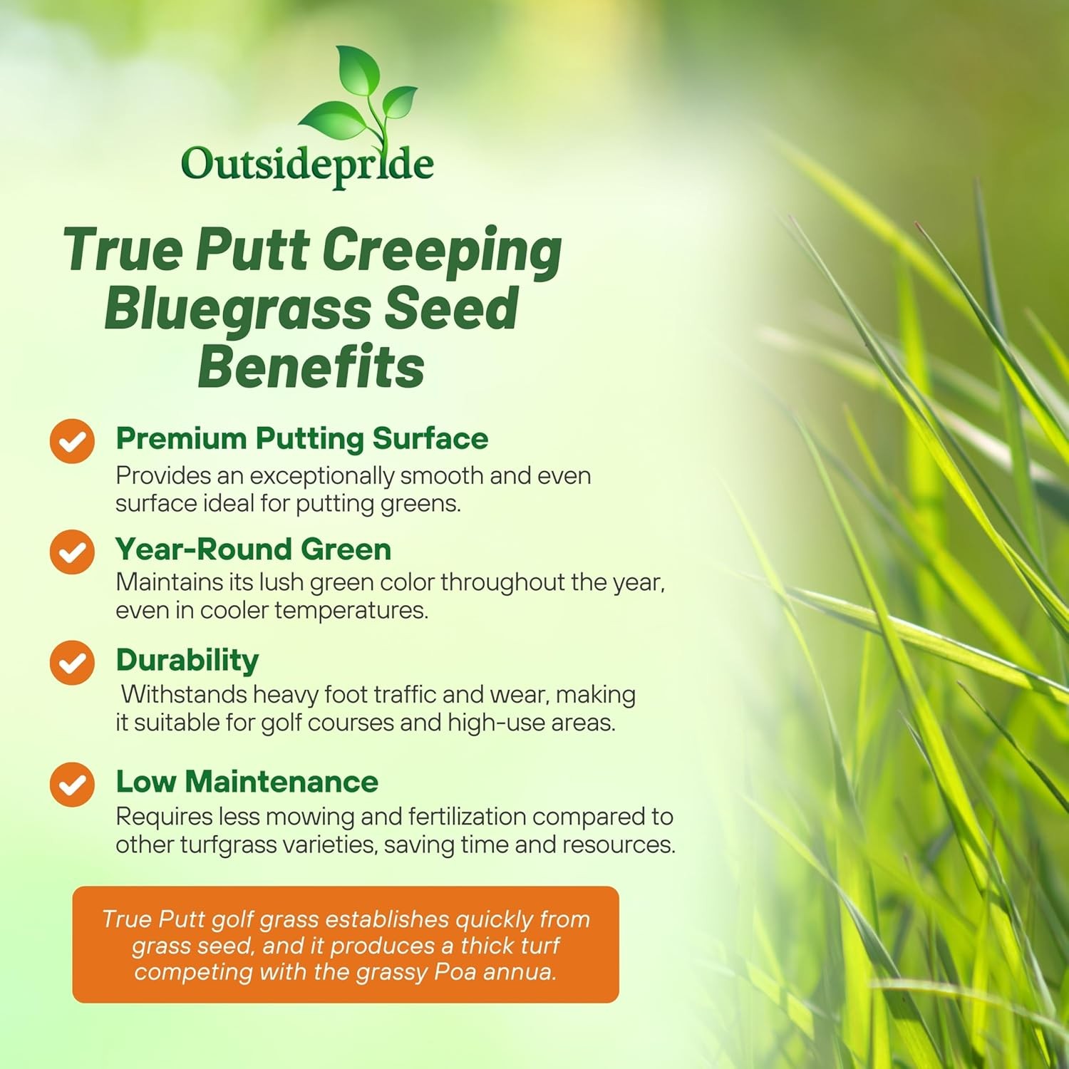 10 LBS True Putt Creeping Bluegrass Seed – True Putt Golf Green Seed