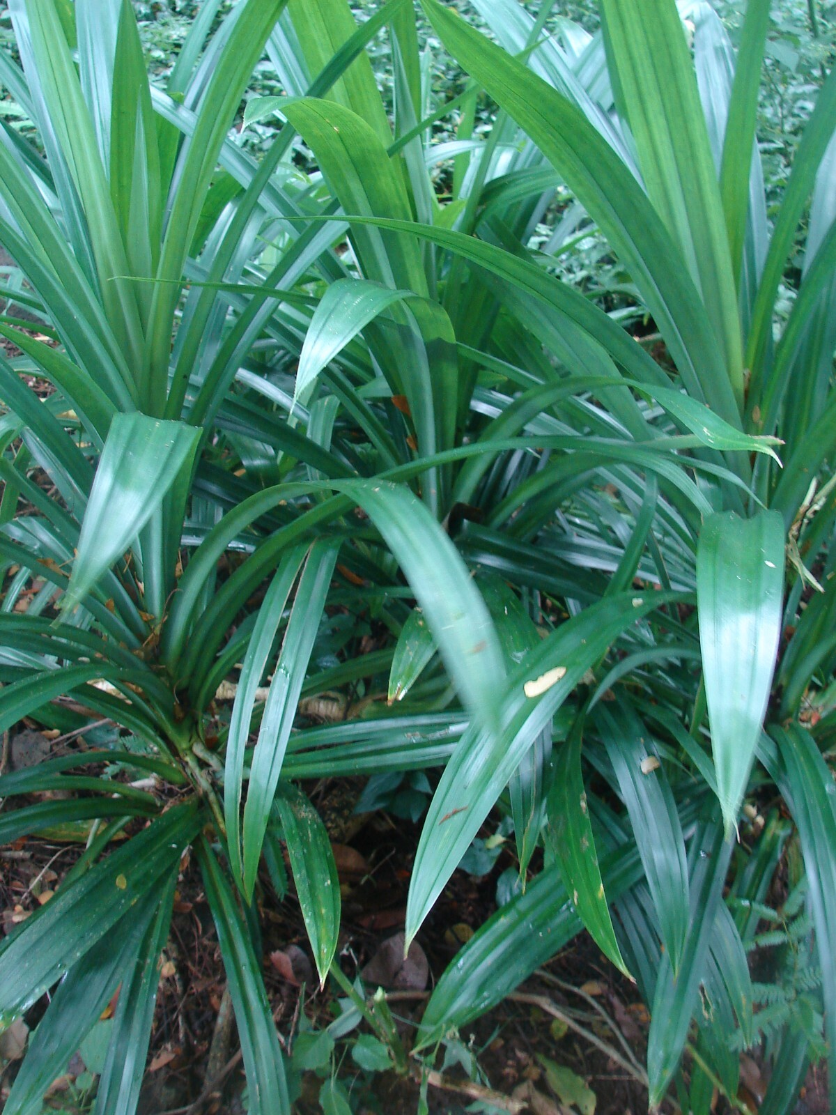 ~FRAGRANT PANDAN~ Pandanus Amaryllifolius UNIQUE SPICE rooted live Plant USA